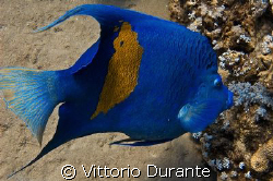 Angelfish by Vittorio Durante 